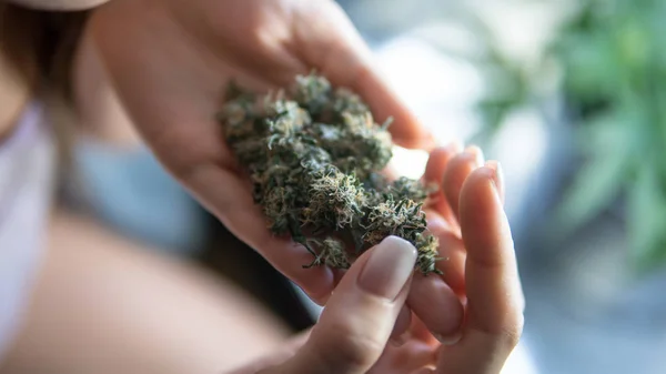 Marijuana knoppar i kvinnors händer närbild. Candian Marijuana nyheter — Stockfoto