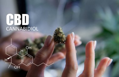 öğeleri Tıbbi Esrar suşları Thc Cbd kimyasal formüller 