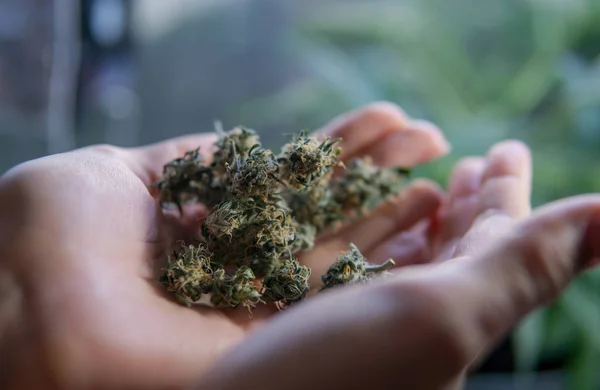 Botões de maconha nas mãos das mulheres close-up. Candian Marijuana news — Fotografia de Stock