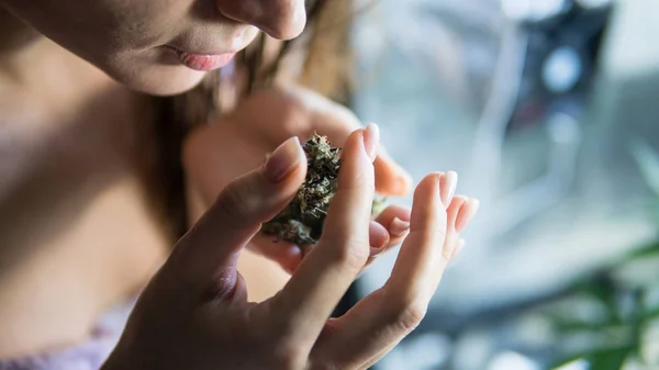 Marijuana entre les mains des femmes. La légalisation de la marijuana dans le monde — Photo