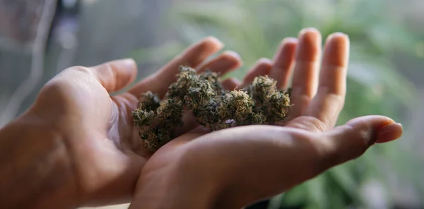 Medical Marijuana di tangan close-up. Melegalkan gulma medis di dunia 2019 — Stok Foto