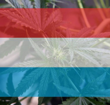 eğlence marihuana yasallaştırma Lüksemburg'kullanın. Esrar yasallaştırmak Lüksemburg '