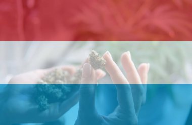 eğlence marihuana yasallaştırma Lüksemburg'kullanın. Esrar yasallaştırmak Lüksemburg '