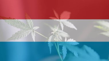 eğlence marihuana yasallaştırma Lüksemburg'kullanın. Esrar yasallaştırmak Lüksemburg '