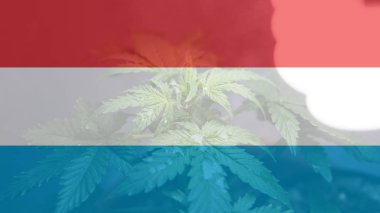 eğlence marihuana yasallaştırma Lüksemburg'kullanın. Esrar yasallaştırmak Lüksemburg '