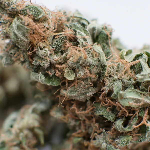 Un kilo de Cannabis Orgánico de cerca. Negocios de marihuana — Foto de Stock