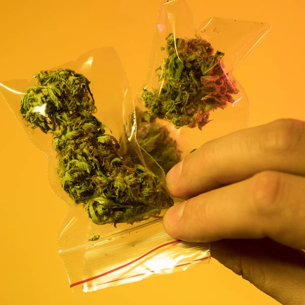 Ett pund av organiska Cannabis närbild. Marijuana verksamhet — Stockfoto