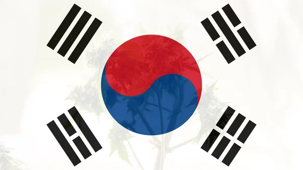 Legalisierung von medizinischem Marihuana in Südkorea — Stockfoto