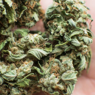 Kuru ve kesilmiş esrar tomurcukları