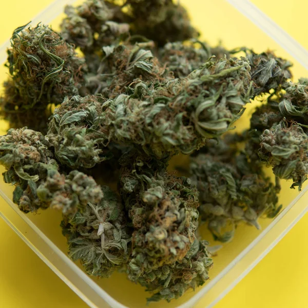 Dry and trimmed cannabis buds — Stock Photo, Image