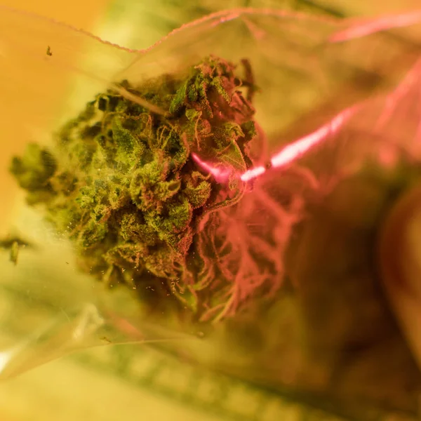 Buds de cannabis secos e aparados — Fotografia de Stock