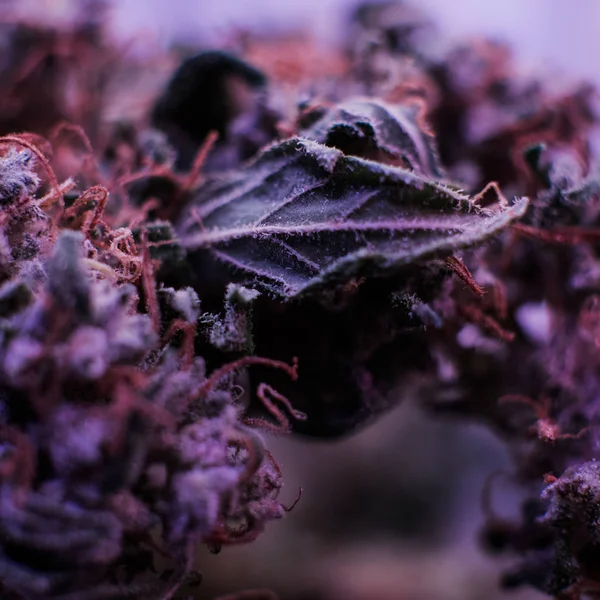 Torr och trimmade cannabis knoppar — Stockfoto