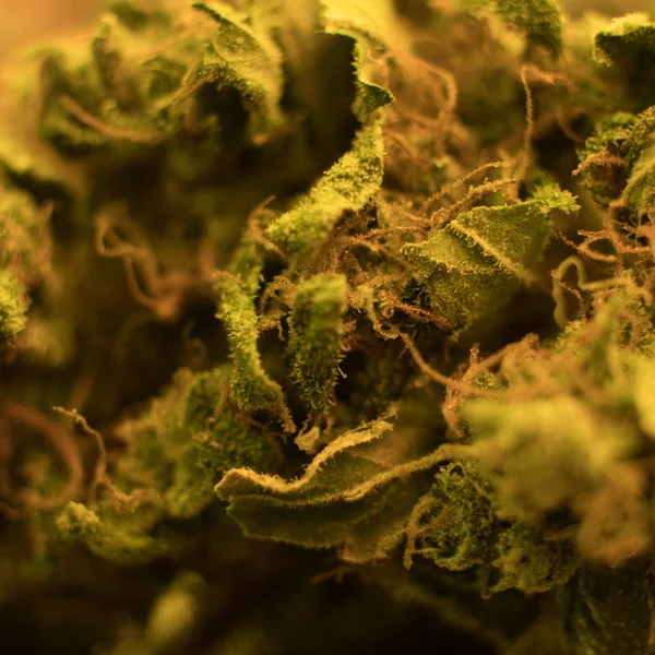 Getrocknete und getrimmte Cannabis-Knospen — Stockfoto