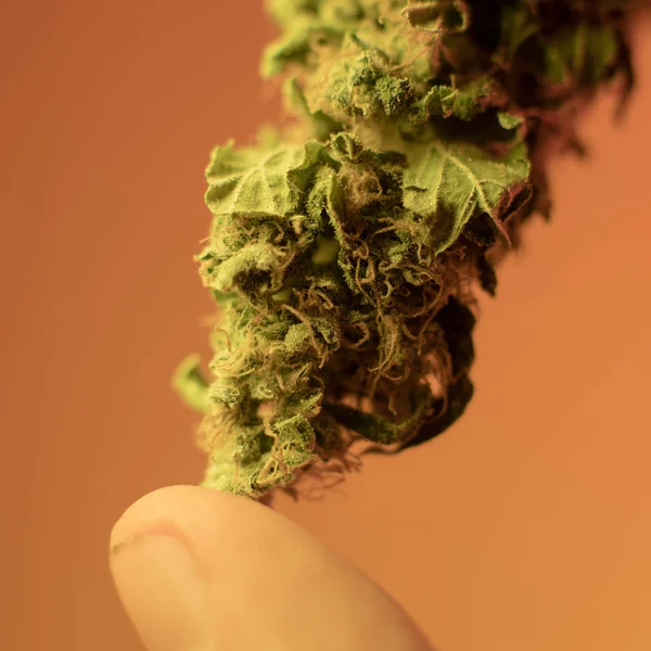 Brotes de cannabis secos y recortados —  Fotos de Stock