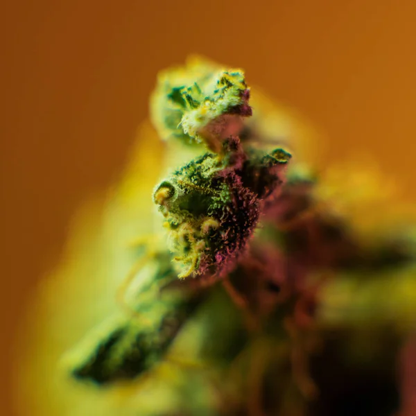 Ein Pfund Bio-Cannabis aus nächster Nähe. Marihuana-Geschäft — Stockfoto