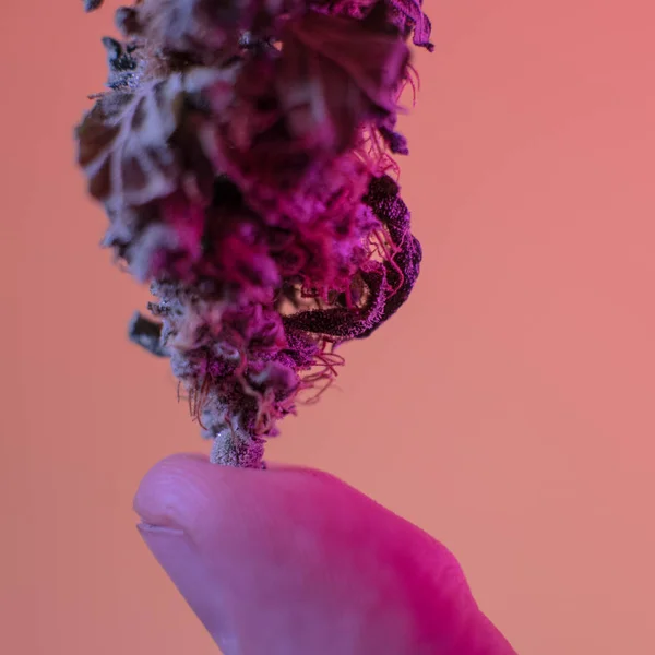 Uma libra de Cannabis Orgânicos de perto. Negócios de marijuana — Fotografia de Stock