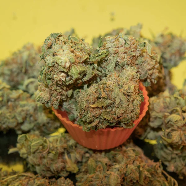 Buds de cannabis secos e aparados — Fotografia de Stock