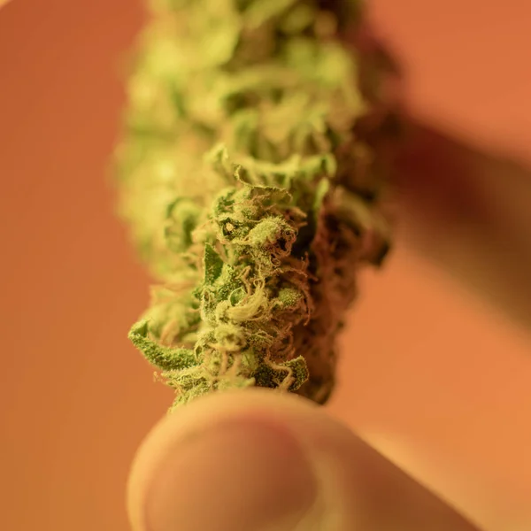 Μία Λίρα του close-up βιολογικής κάνναβης. Επιχείρηση μαριχουάνα — Φωτογραφία Αρχείου