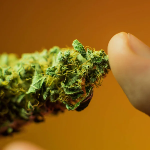 Een pond van organische Cannabis close-up. Marihuana business — Stockfoto