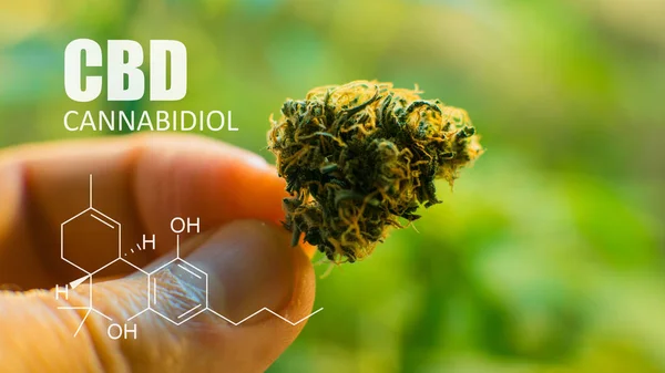 Cannabinoids in marijuana CBD THC elements — Stock Photo, Image