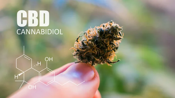 Elementos químicos de THC del CBD contenidos en el Cannabis. Marihuana medicinal 2019 —  Fotos de Stock