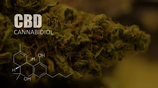 Fórmulas químicas de los elementos THC CBD en cepas medicinales de marihuana — Foto de Stock