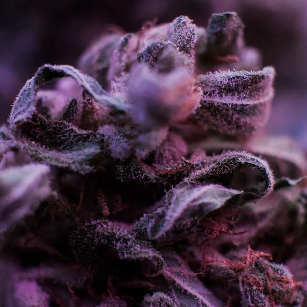Ett pund av organiska Cannabis — Stockfoto