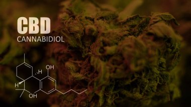 öğeleri Tıbbi Esrar suşları Thc Cbd kimyasal formüller