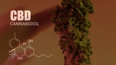 öğeleri Tıbbi Esrar suşları Thc Cbd kimyasal formüller