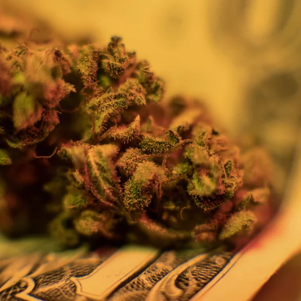 Droog en bijgesneden cannabis toppen — Stockfoto
