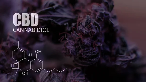 Fórmulas químicas de los elementos THC CBD en cepas medicinales de marihuana —  Fotos de Stock