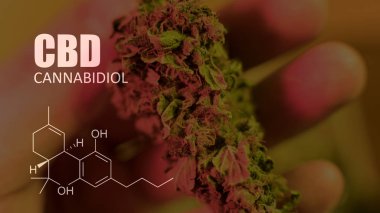 öğeleri Tıbbi Esrar suşları Thc Cbd kimyasal formüller
