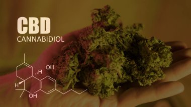 öğeleri Tıbbi Esrar suşları Thc Cbd kimyasal formüller