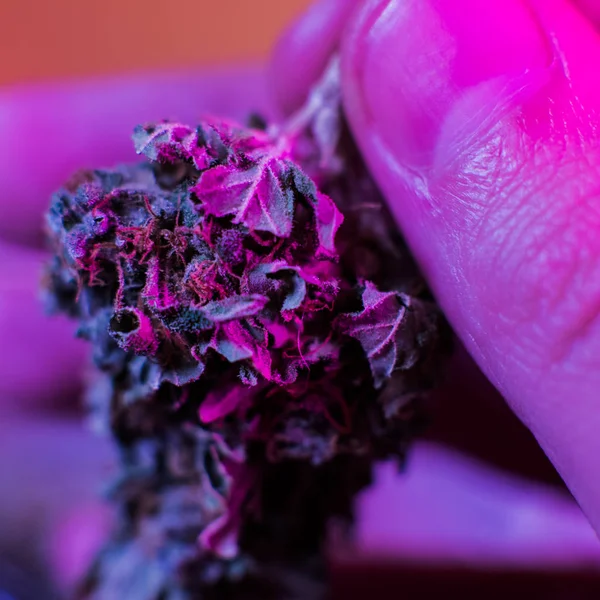 Uma libra de cannabis orgânica — Fotografia de Stock