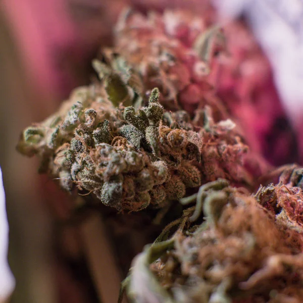 Ett pund av organiska Cannabis — Stockfoto