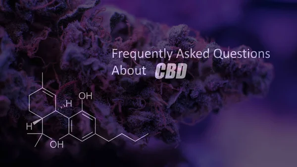 En iyi esrar suşları tomurcukları. Mor Haze Indica Sativa, Og, Kush