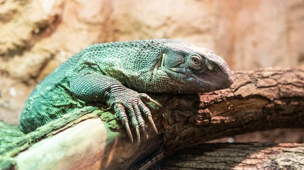 Tropical asiático monitor lagarto em detalhes . — Fotografia de Stock