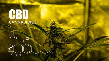 trichomes görünümü kapatın. Cannabidiol elemanları 