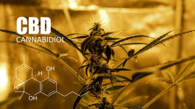 bir çadırda kapalı büyüyen esrar. 2019 yılında eğlence esrar 