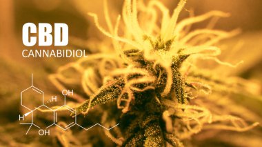 Cannabidiol tıbbi esrar. 2019 yılında gelecek suşları
