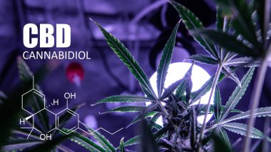 Cannabidiol tıbbi esrar. 2019 yılında gelecek suşları