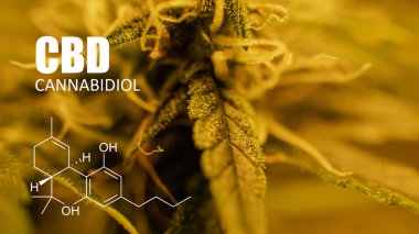 trichomes görünümü kapatın. Cannabidiol elemanları 