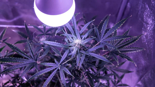 开花的胡阿纳芽室内。2019年种植医用大麻 — 图库照片