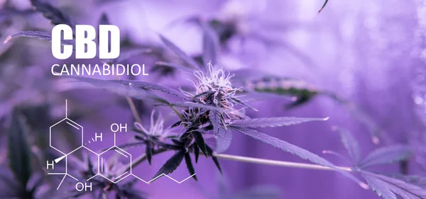 Trichomes 보기를 닫습니다. cannabidiol 요소 — 스톡 사진