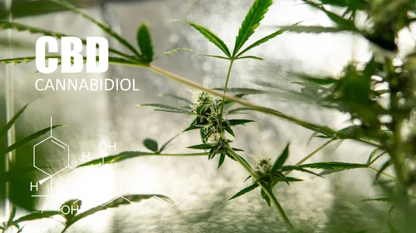 growing marijuana in an tent  indoors. Recreational cannabis in 2019