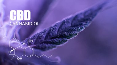 trichomes görünümü kapatın. Cannabidiol elemanları 