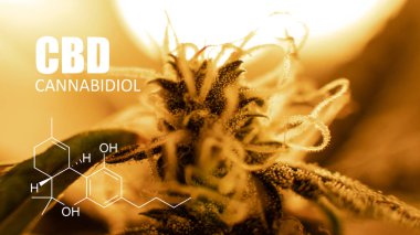 bir çadırda kapalı büyüyen esrar. 2019 yılında eğlence esrar 