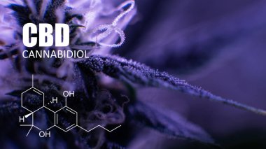 trichomes görünümü kapatın. Cannabidiol elemanları 