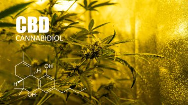 trichomes görünümü kapatın. Cannabidiol elemanları 
