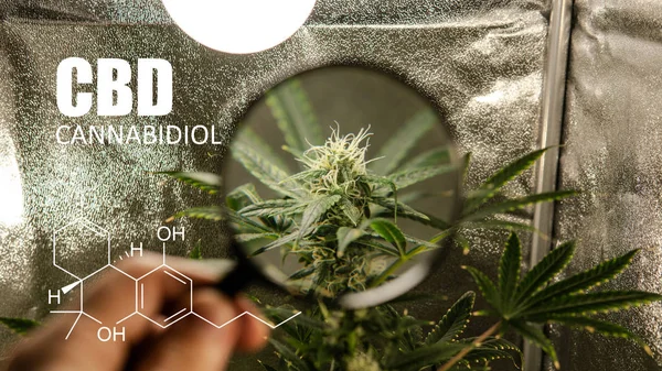 bir çadırda kapalı büyüyen esrar. 2019 yılında eğlence esrar 